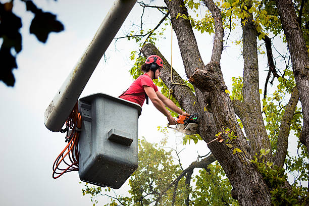 Best Tree Risk Assessment  in Mccla, AL